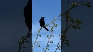 Common grackle bird call