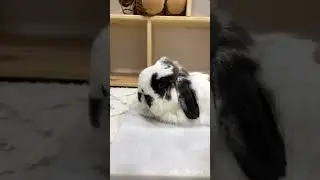 My bunny is very relaxed 😌🐰