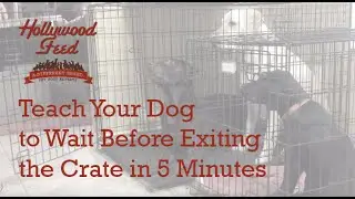 Teach Your Dog To Wait Before Exiting The Crate