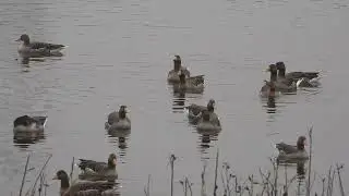 Grauwe Gans, Canadese Gans, Krakeend (Bornem, Noordelijk Eiland, 13 dec 2025)