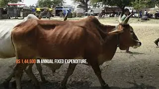 Problems of livestock economy and growing menace of stray cattle
