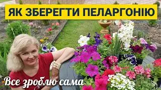 Як зберегти пеларгонію, герань взимку