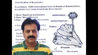 First Year / Chapter 9 / Kingdom Plantae / Part 4 / Classification of Bryophyta