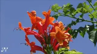 Tecoma capensis, the Cape honeysuckle / Текомария капская / טקומית הכף