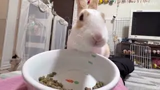 ペレットタイム