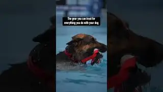 Best gear for your dog #dog #shepherd #tactipup #dockdiving #everyday