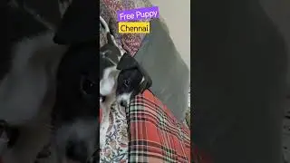 Free Puppy Chennai 89392 84426