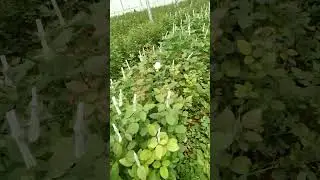 fully grown #Sweetavalanche Sweet Avalanche #rose #rosefarming #farming #viral