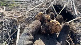 【凍る土の中の菊芋】
