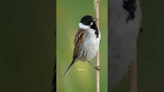 Bird Reed Bunting #Nature #Bird #wildlife #Reed #Bunting #beautiful #Songbird #VildKast HA72097