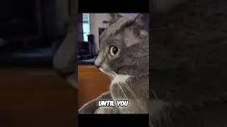 How to understand music producers - explained by cats