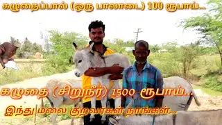 Kazhuthai pannai in tamilnadu//kazhuthai valarpu in tamilnadu