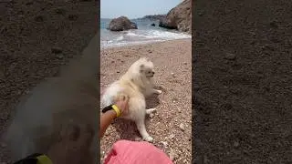 ПомЧук на море . #puppy #pets #cutedog #pomeranian