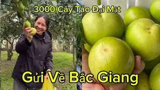 Cây Giống Táo Đại Mật Quả To Chỉ Cần Ăn 2 Quả Là No Căng Bụng