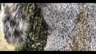 Maxine The Brave Squirrel Tail Wound Healing