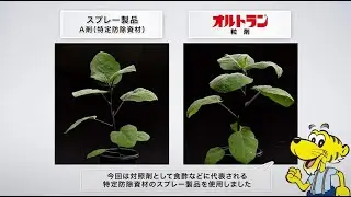 スプレーよりもまくだけ簡単、手軽に害虫を防除できるオルトラン粒剤