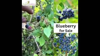 Buy Blueberry Plants Online | Grow Fresh Blueberries at Home