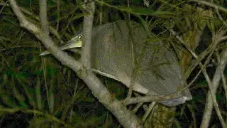 Operation Tiger-heron round 2; Redemption!