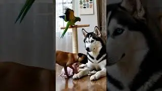 🐾 Unexpected Friendship Goals! #catdoglove #interspeciesfriends #cute #petsofinstagram #animalre...