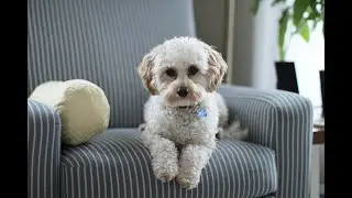 Pet Parenting 101: Essential Tips for a Happy & Healthy Fur Family!