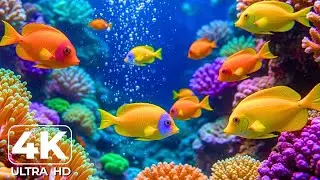 Harmony of the Sea &ndash; 4K Aquarium with Zen Music and Jellyfish Calmness