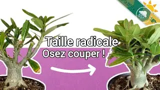 Adenium trop &eacute;lanc&eacute; - la taille s&eacute;v&egrave;re - cycle de vie - retours d'exp&eacute;riences (Ep 6)