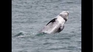 Rissos Dolphins on an offshore whale and dolphin trip