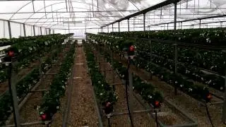Dışarda Kar İçerde Çilek