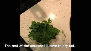 How To Boiled Cerasee Bush &ldquo;Creasee Tea&rdquo;