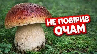 Зайшов у ліс на 10 хв — і такого не очікував🌲🍄