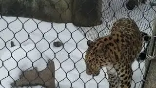 Amur Leopard at Brookfield Zoo