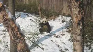 Panda Tai Shan's Last Day in Washington, D.C.