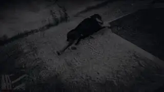 Dog commits suicide