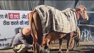 🔴Live🔴Desi Breed 1st  Milking, Pashu Mela Sri Ganganagar