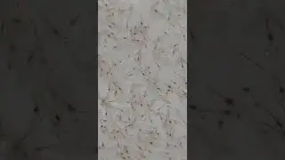 #farming #seafood #prawns #seed #shrimp #technology #new