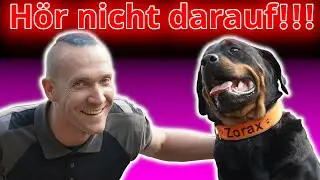 Lass Dich nicht verarschen! Warum rein positives Hundetraining Deiner Mensch-Hundbeziehung schadet!