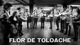 RHYTHM IN MOTION: Flor de Toloache