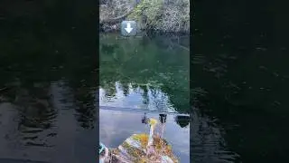 Bobber Down! BIG RAINBOW! #fishing #trout #alaska #diy #subscribe #wildlife #outdoors #bigfish
