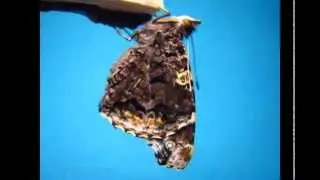Red Admiral Butterfly Life Cycle B-Reel collection V18692