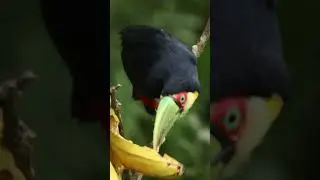 #amazon  #birds #birdsounds #birdslover #wildlife #lovebird #nature #animals #birdphotography