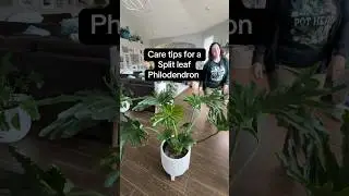 Care tips to have a thriving split leaf philodendron! #philodendron #plants #houseplants  #plantcare