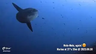 Mola Mola and Marina @ Crystal Bay, Nusa Penida, 2023.08.30