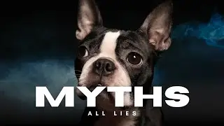 10 Dog ‘Facts’ That Are Totally False