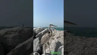 Destin - Sunny 80&rsquo;s. Why does the Heron stand with one leg? #destin #beach #destinflorida #heron