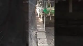 MOTHER GOAT PROTECTING HER BABY GOATS #motherlove