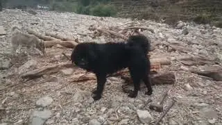 Bhotiya #dogs in #Uttarakhand #top #quality# 9410 743921