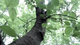 Where do we stand? 13 years of forest loss in New Brunswick