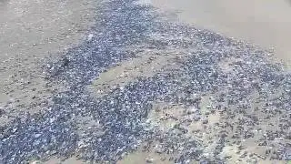BR43015  Velella Palooza