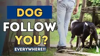 Why Does Your Dog Follow You Everywhere?
