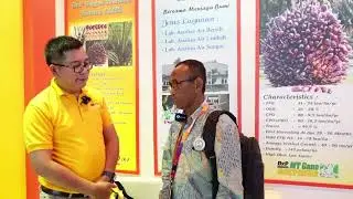 Bagaimana Benih dan Bibit Kelapa Sawit PT Socfin Indonesia (Socfindo)?